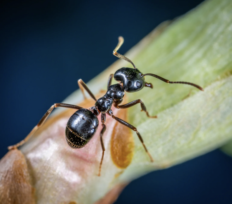 Rat le bol 3D_Deratisation_Savoie_Fourmis