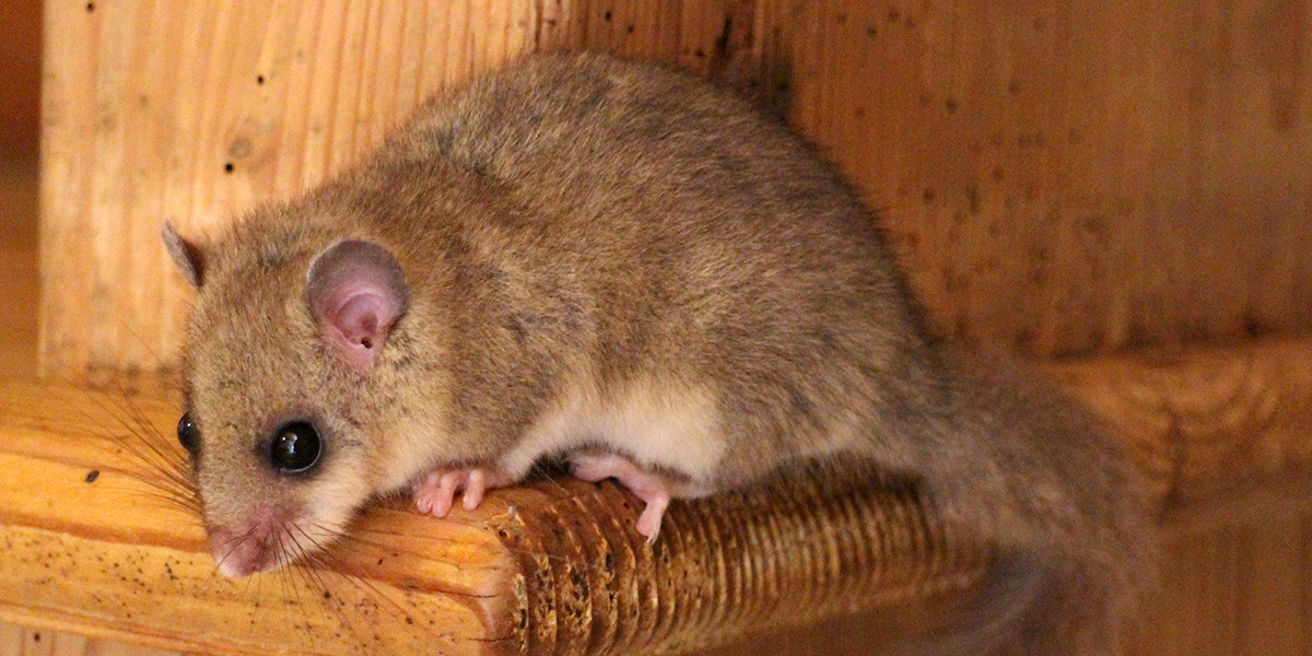 Rat le bol 3D_Deratisation_Savoie_Lerot