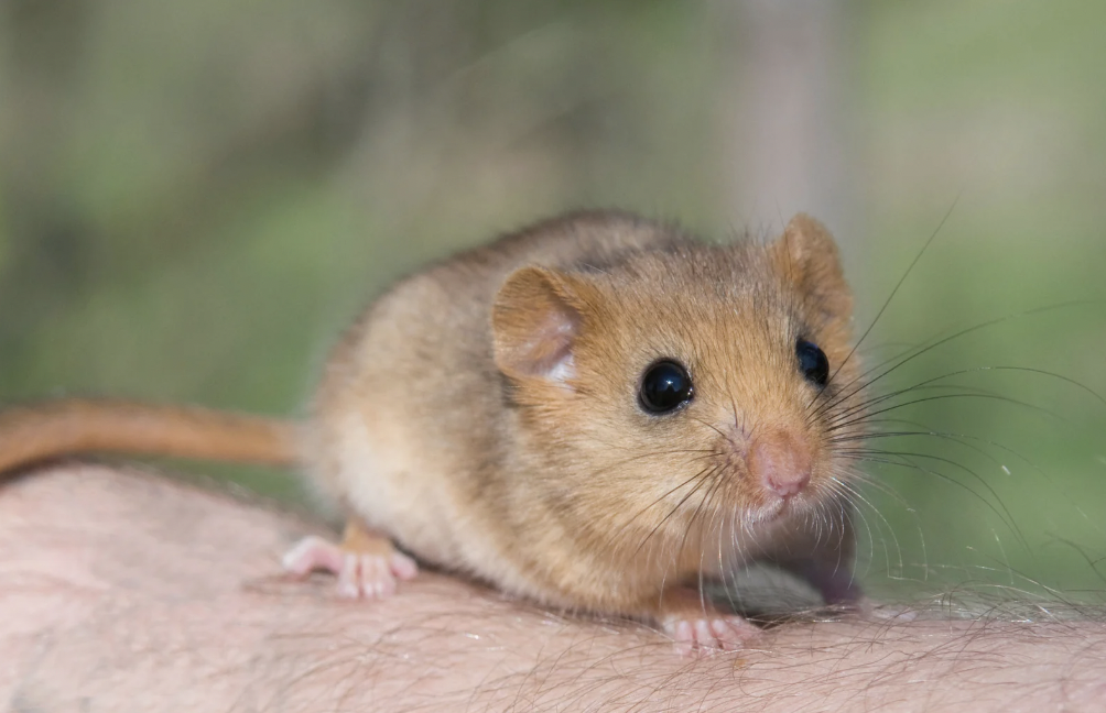 Rat le bol 3D_Deratisation_Savoie_Loirs