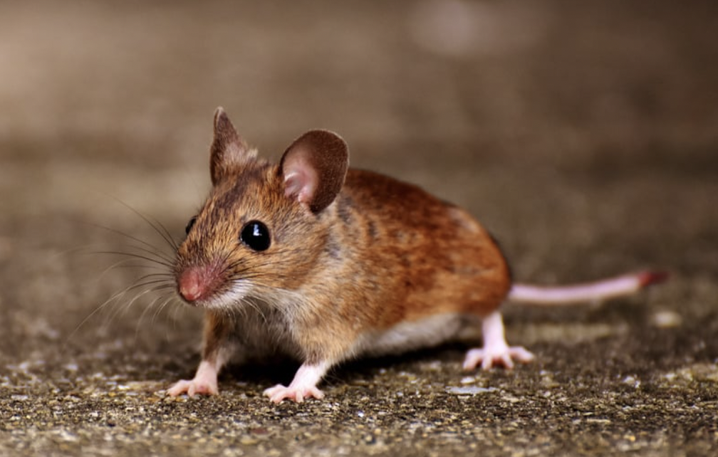 Rat le bol 3D_Deratisation_Savoie_Mulot