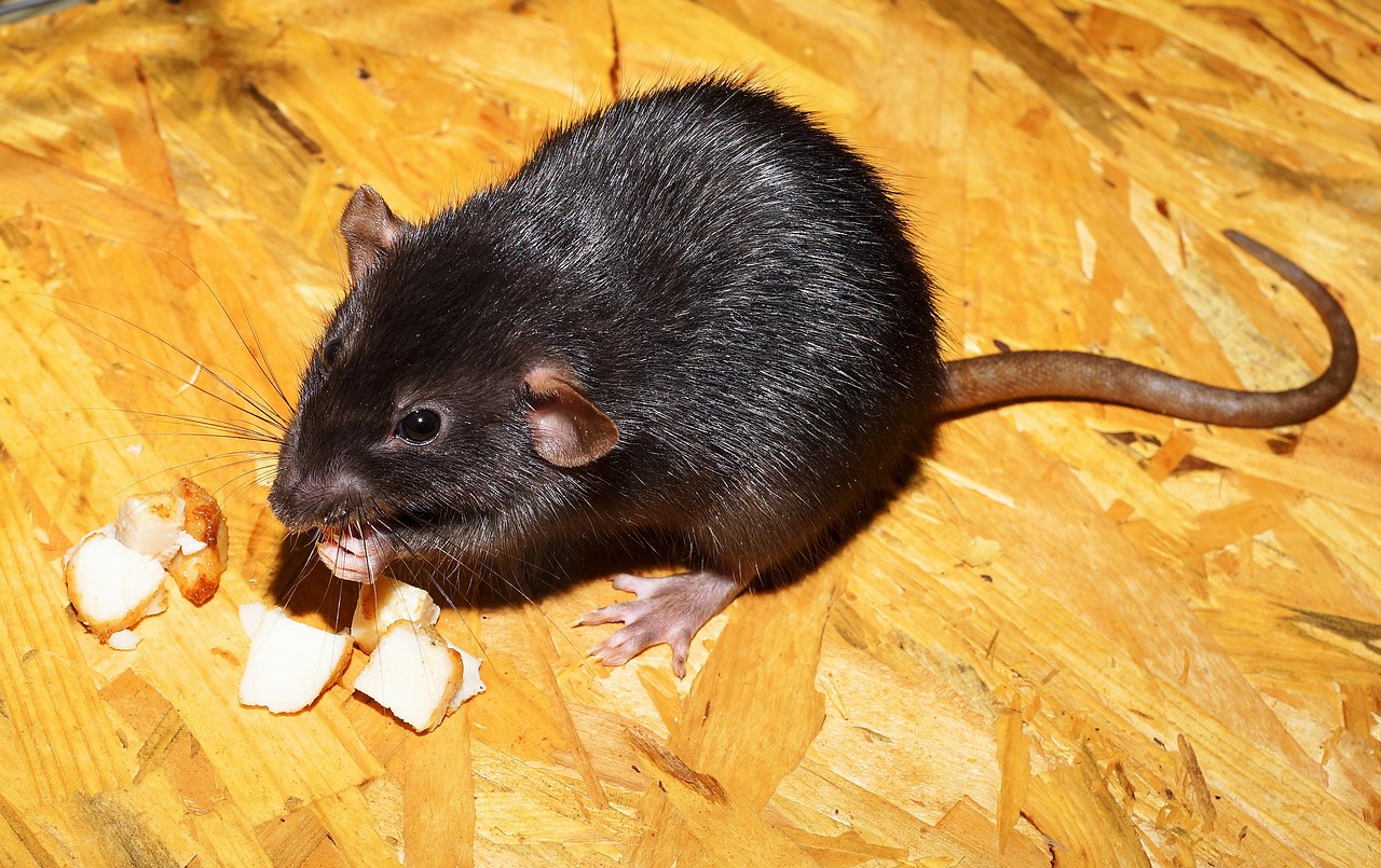 Rat le bol 3D_Deratisation_Savoie_Rat noir