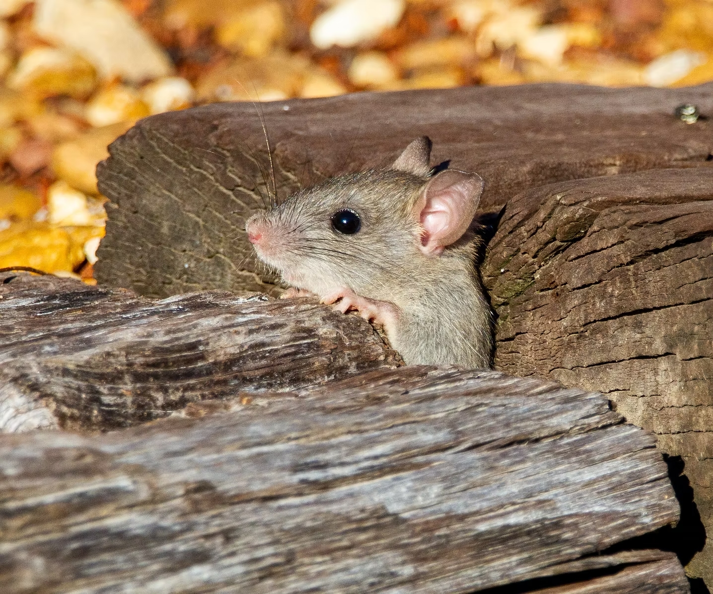 Rat-le-bol-3D_Deratisation_Savoie_Souris