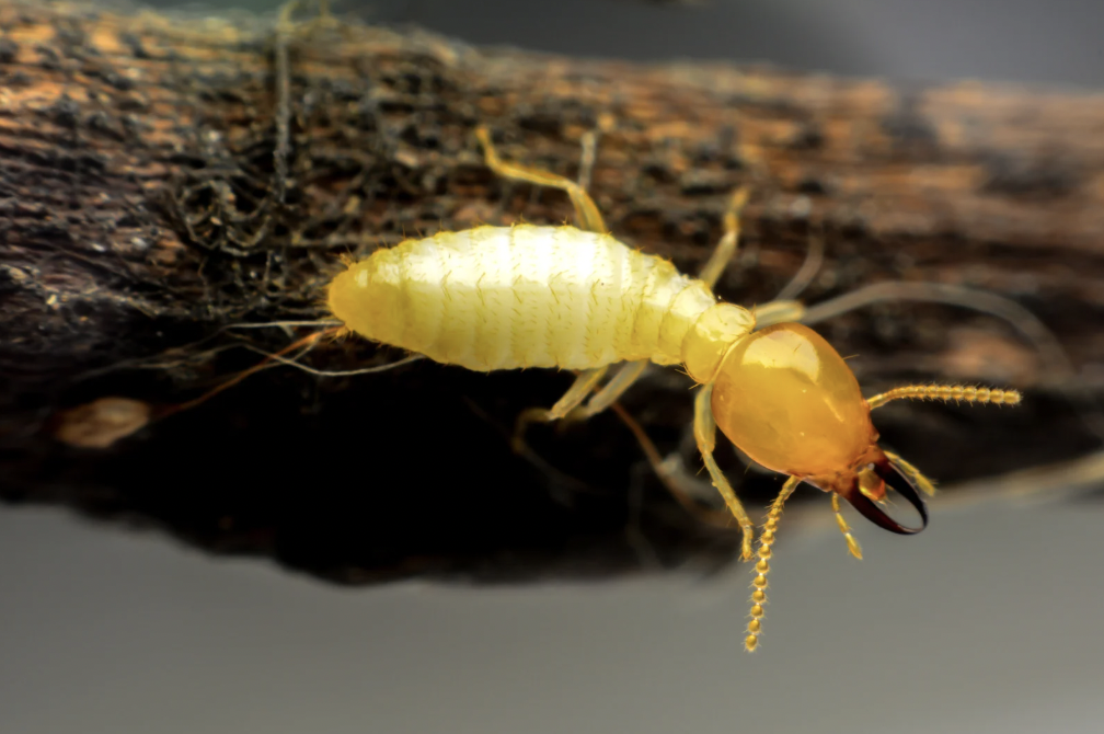 Rat le bol 3D_Deratisation_Savoie_Termites